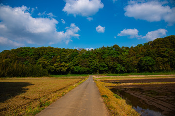 Poster - 田舎道