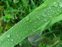 A Green Plant With Droplets On It - Agapanthus