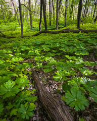 Wall Mural - Dappled sunlight on a forest floor of mayapple spring wildflowers.