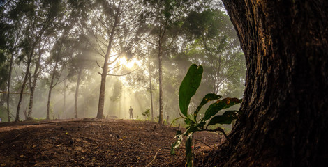 Wall Mural - tree in the forest