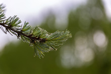 Close-up Of Pine Needles Growing On Tree