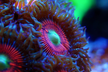 Wall Mural - Pink zoanthus polyps on macro underwater photography scene