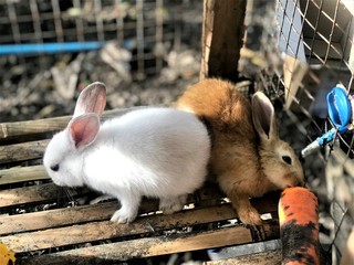 rabbit in the garden