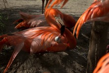 Flamingo Feeding Young Bird On Field