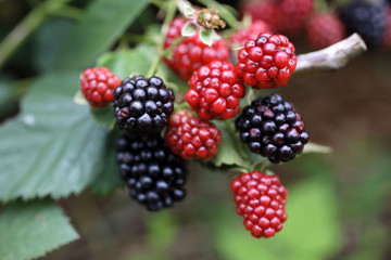 Canvas Print - Growing blackberry