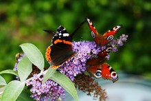 Butterflies On Purple Flowers
