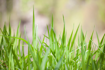 Bright fresh green grass bakground. Ecology summer nature wallpaper concept