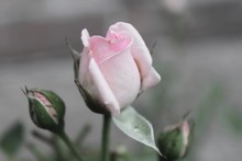 Close-up Of Pink Rose And Buds In Park