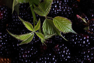 Blackberry background