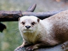 Portrait Of Otter