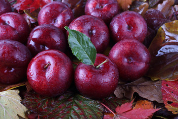 Sticker - Plums on autumn leaves