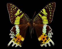 The Madagascan Sunset Moth Macro Specimen, Flying Insect, Side