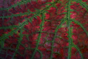 Poster - Autumn grape leaf