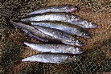 Sticker - Smelt fishes on net. Pacific smelt variety