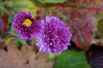 Wall Mural - Chrysanthemums and autumn leaves