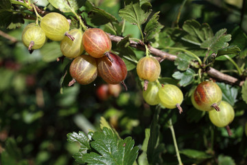 Sticker - Growing gooseberry