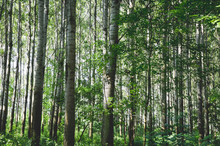 Bamboo Trees In Forest