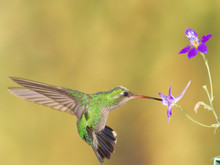 Close-up Of Hummingbird Feeding On Flower