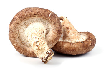 Canvas Print - Shiitake mushrooms isolated on white background