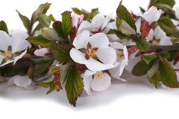 Canvas Print - Nanking cherry flowers isolated on white background. Sakura