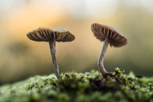 Macro Shot Of Mushrooms On Moss