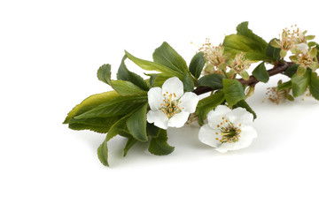 Canvas Print - Plum flowers isolated on white background