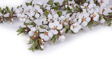 Canvas Print - Nanking cherry flowers isolated on white background. Sakura