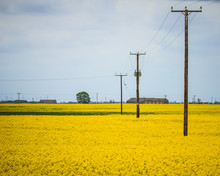 Electric Poles Over Oilseed Rape Field Against Sky