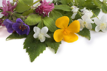 Poster - Wild forest flowers isolated on white background. (Spring Far Eastern flowers)