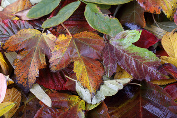 Sticker - Autumn leaves