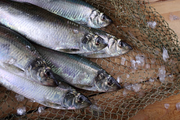 Canvas Print - Herring on net