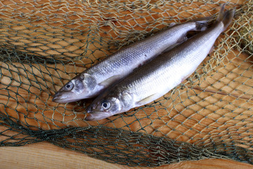 Wall Mural - Smelt fishes on net. Pacific smelt variety