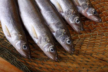 Canvas Print - Smelt fishes on net. Pacific smelt variety