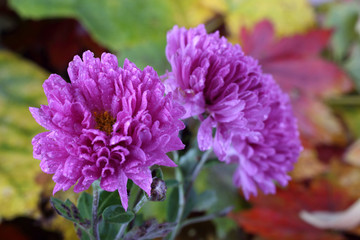 Canvas Print - Chrysanthemums and autumn leaves