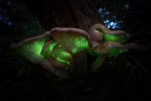 Glow In The Dark Green Bioluminescent Ghost Fungus (Omphalotus Nidiformis) Mushroom.
