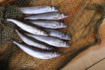 Canvas Print - Smelt fishes on net. Pacific smelt variety