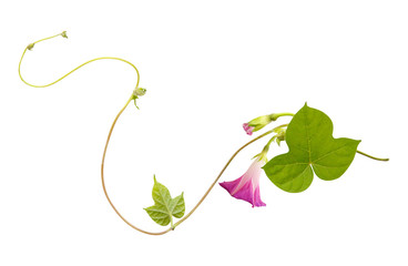 Isolated flower of Convolvulus or bindweed. Creeping plant blooming with purple flowers