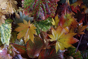 Sticker - Autumn leaves background