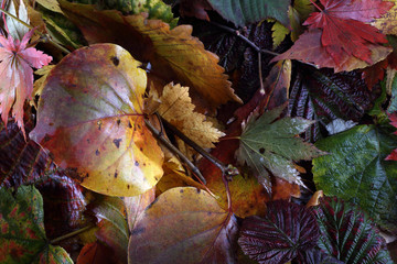 Sticker - Autumn maple leaves