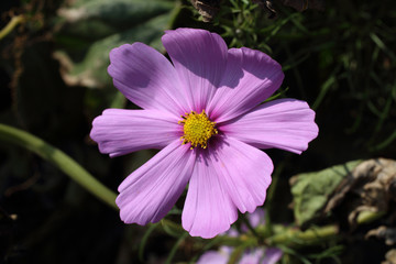 Wall Mural - Cosmos flower