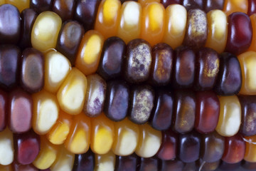 Canvas Print - Multicolor corn