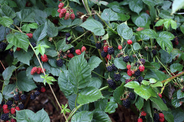 Wall Mural - Growing blackberries