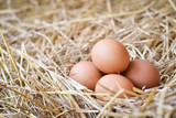 Fototapeta Kuchnia - chicken eggs in the nest