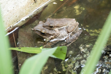 Common tree frog breeding by the male is hugged on the female back, Frogs are mating on the water, Amphibians in tropical Asia, Local animal in Thailand