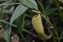Nepenthes Or Tropical Pitcher Plant Or Monkey Cups Or Carnivorous Plants Or Insect Eating Plant