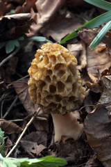 Canvas Print - Growing morel