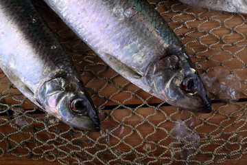 Wall Mural - Herring on net