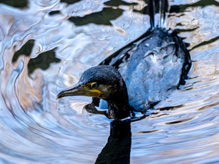 Wall Mural - wet Japanese cormorant in Hikiji River 2