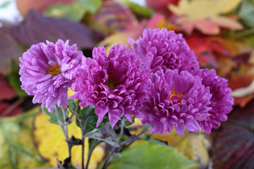 Sticker - Chrysanthemums and autumn leaves