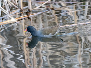 Eurasian common moorhen swims along pond reeds 2